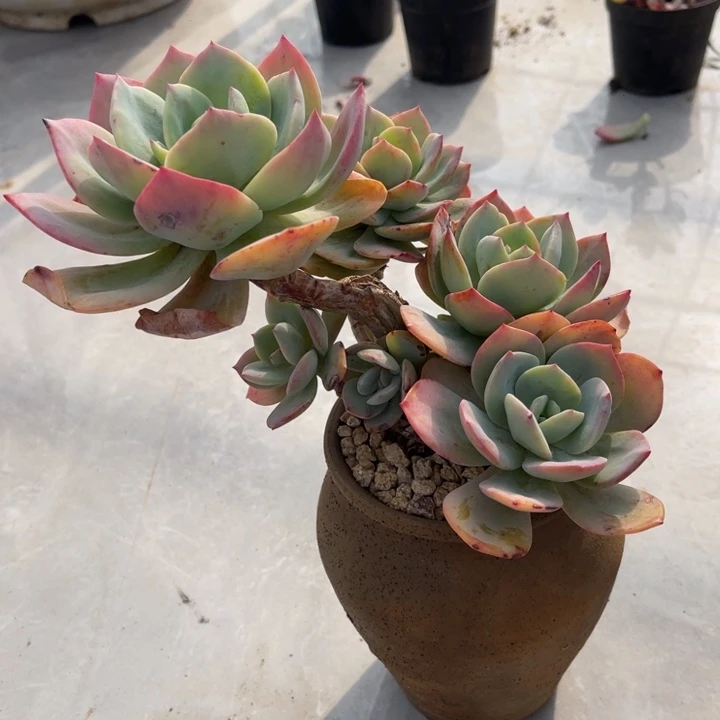 c**b1707白凤CC多肉