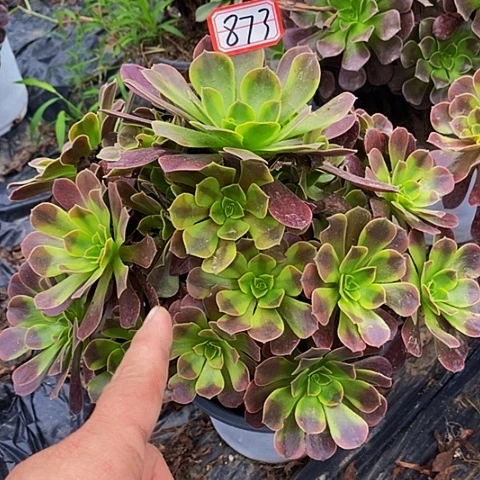 欧嘉莉老桩捧花873好