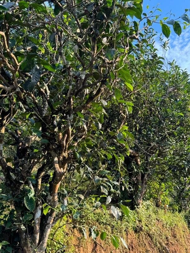 2025老树茶地块回甘好花香浓郁