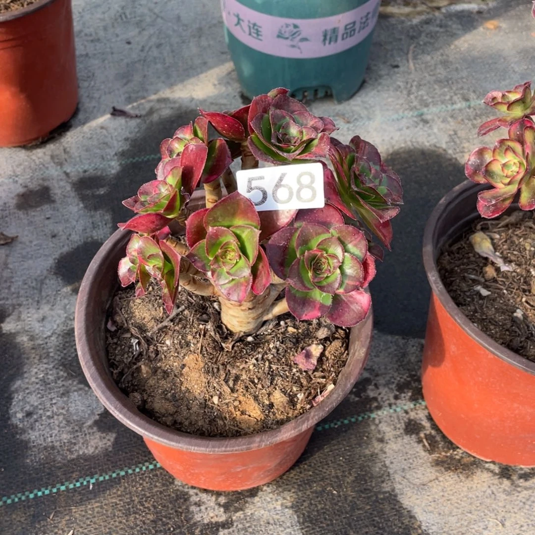 魅影七彩多肉植物