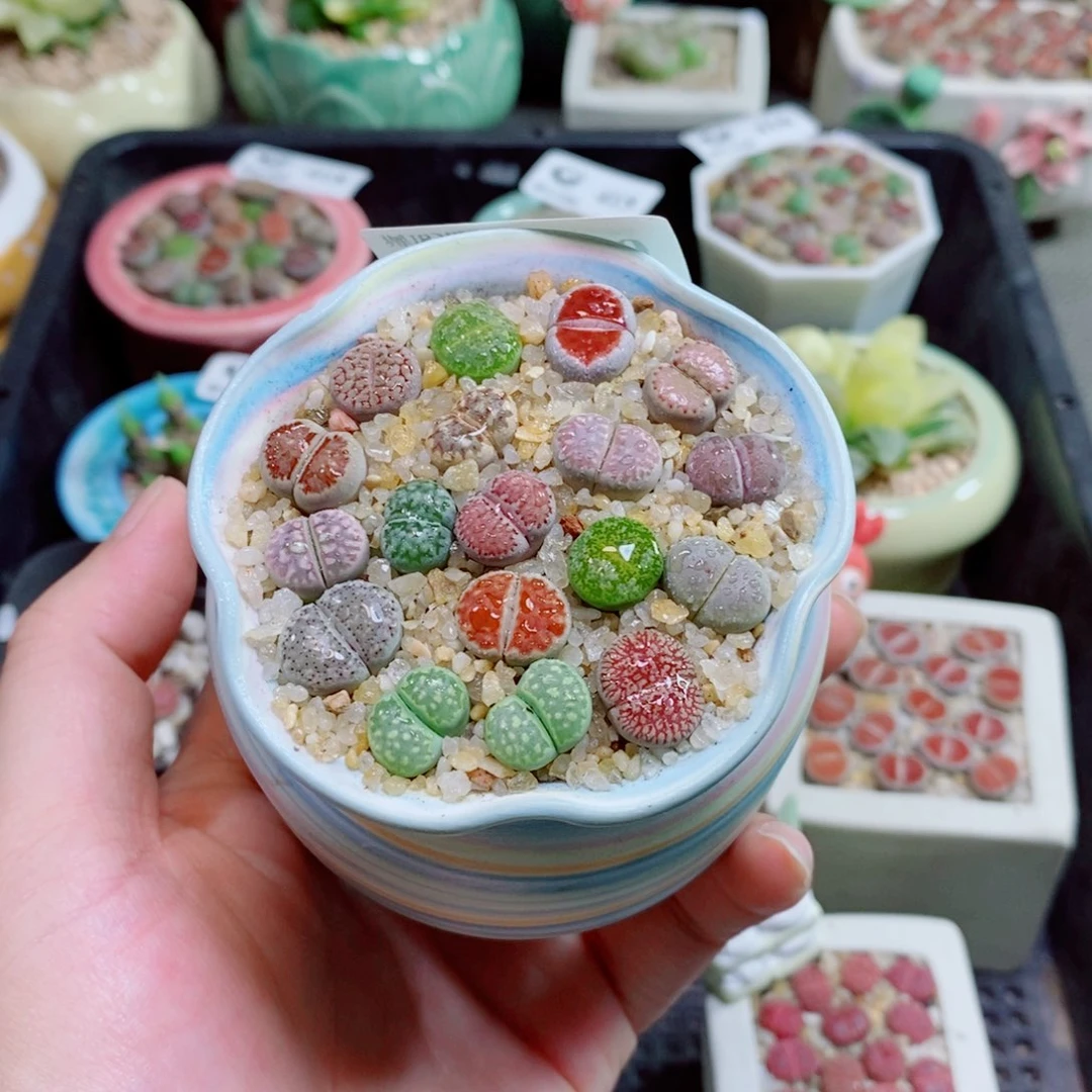 生石花花花花花花420