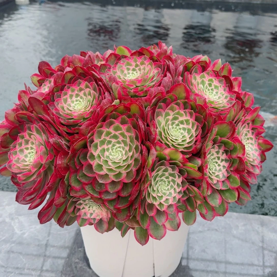 金*精多肉植物发货发货