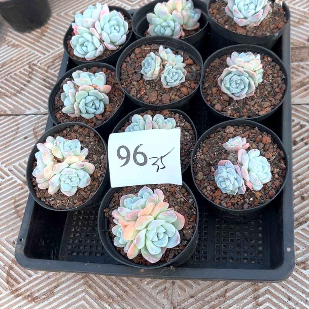 H**y96-）感谢超好吃v吧