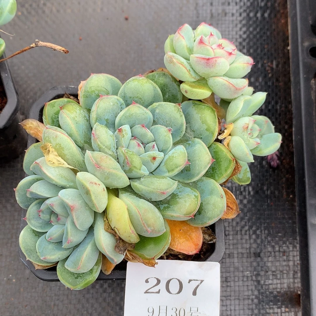 【闪购商品】云207号
