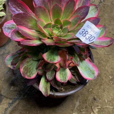 黑魔锦多肉植物3830