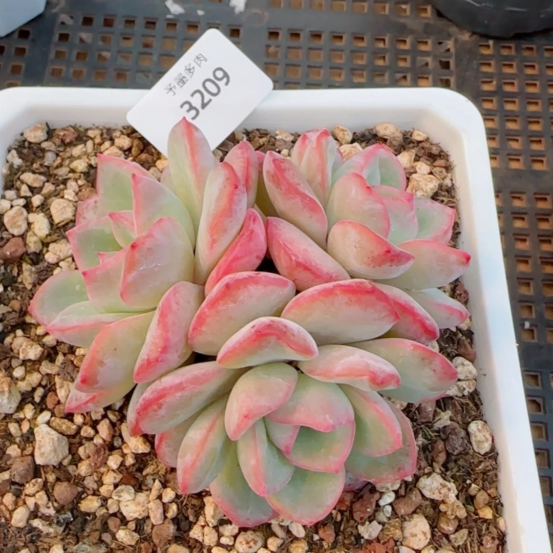 泡芙无砍，3209多肉植物