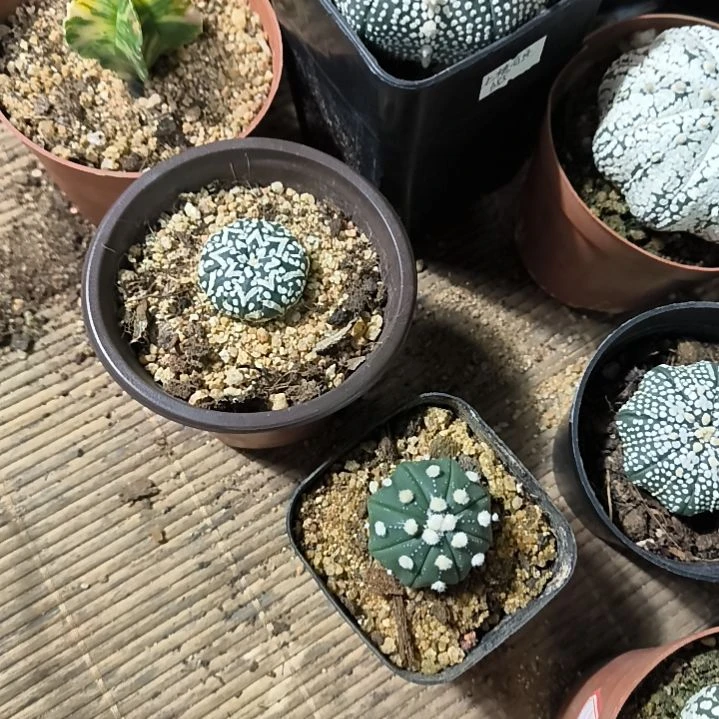 打包价兜球一物一拍实生