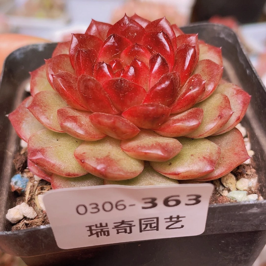 000000000000363量拍