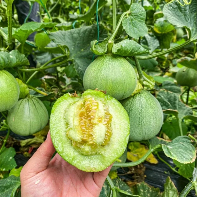 【全店满五包包邮】青玉酥小麦酥甜瓜种子青皮甜香瓜种籽