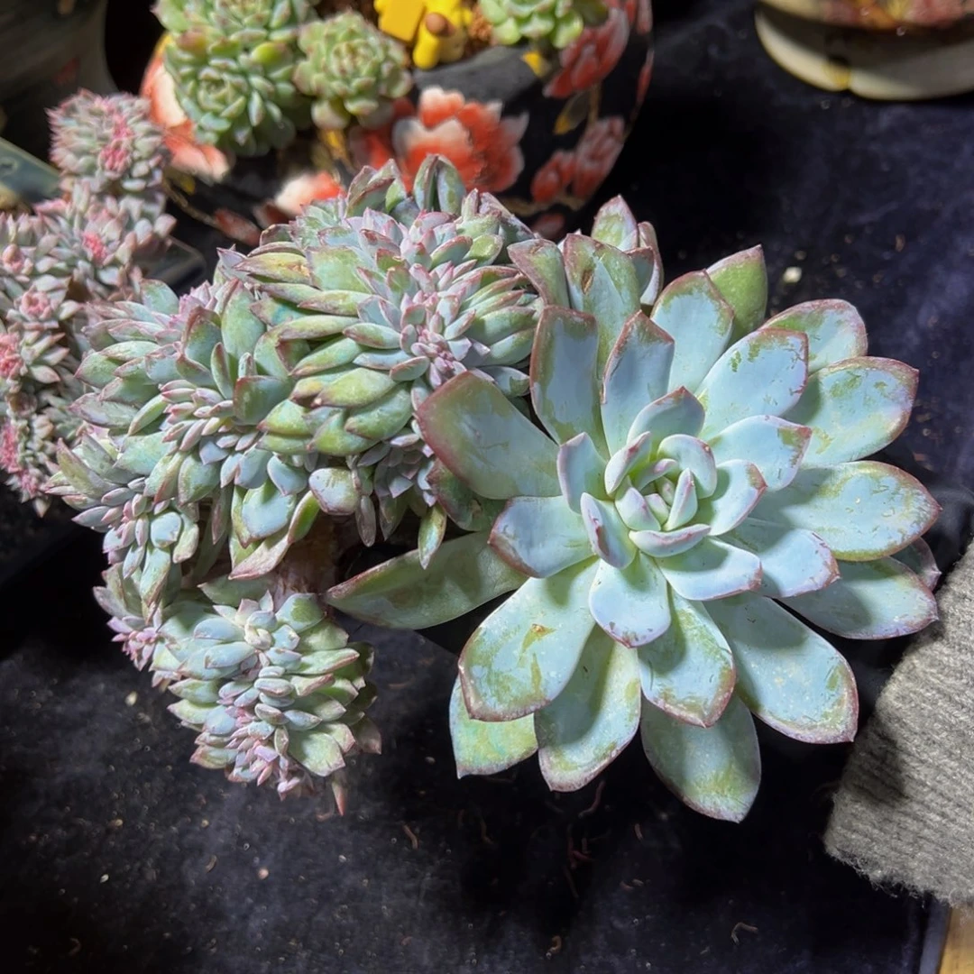 紫体冰魄缀微瑕太阳开心