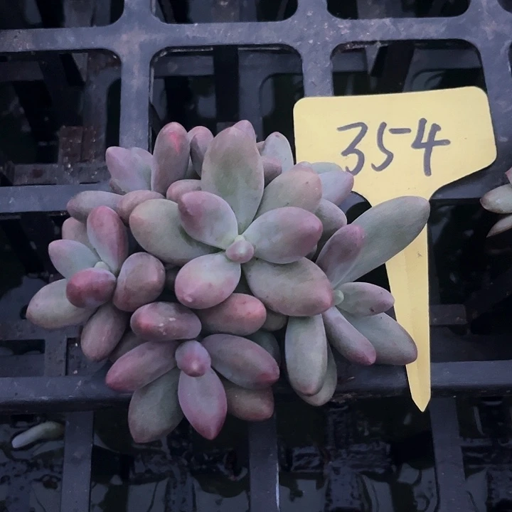 糖果354号码牌子的话