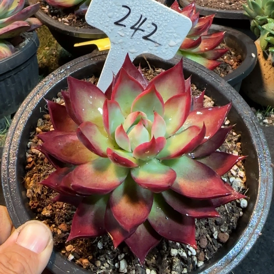 惊鸿一物一拍包装收缩花旱242