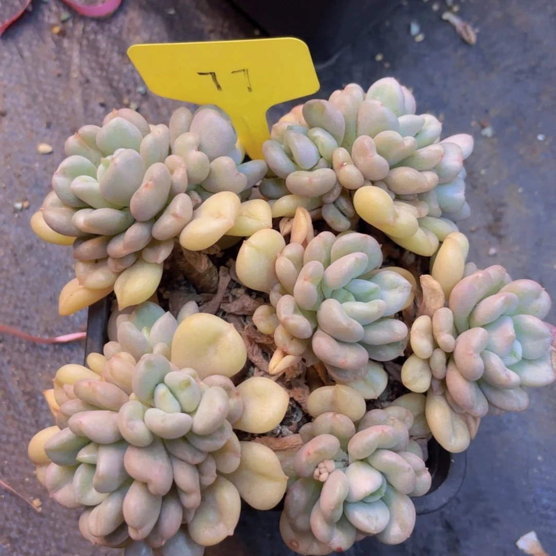 挖**袜我的小可爱们都好可爱