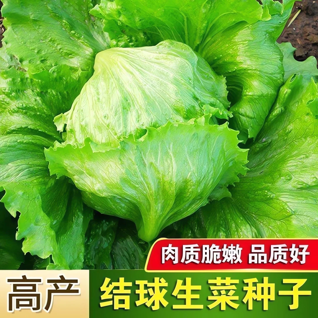 【高产包心】结球生菜种子圆球生菜籽春夏秋四季播菜种子耐寒专用