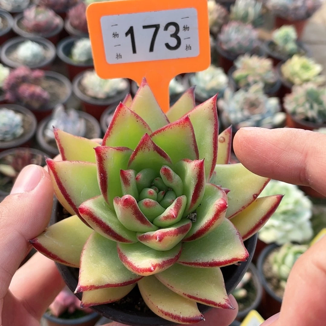 【闪购商品】173号