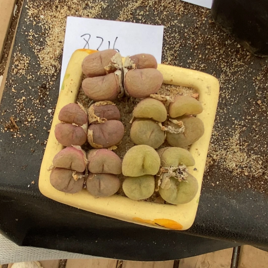 8316。   一组孔卡佛四头。