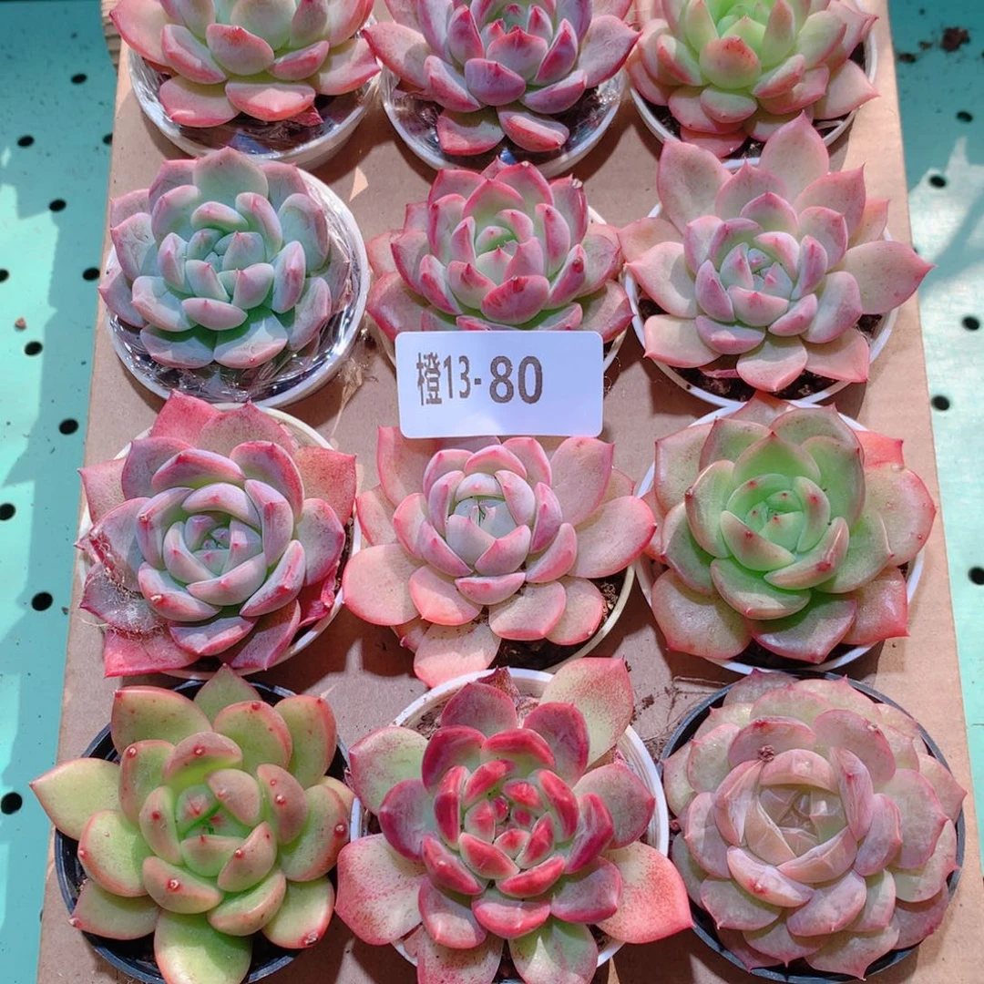 13-80一物一拍多肉带盆18颗