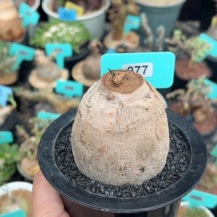 玉龟龙大戟产地多肉植物