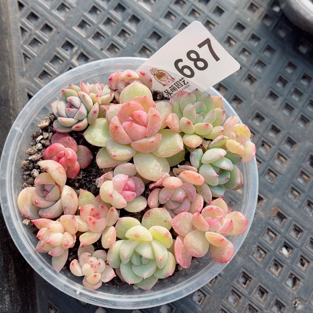 多肉植物多肉植物