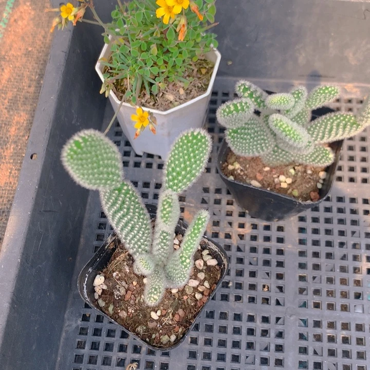 雨***蝶多肉植物组合一分