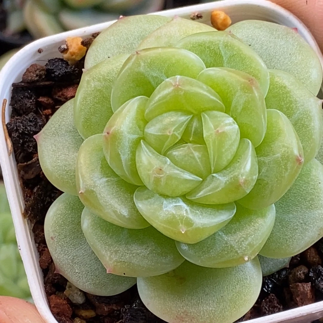 天官赐福百无禁忌双十二福利