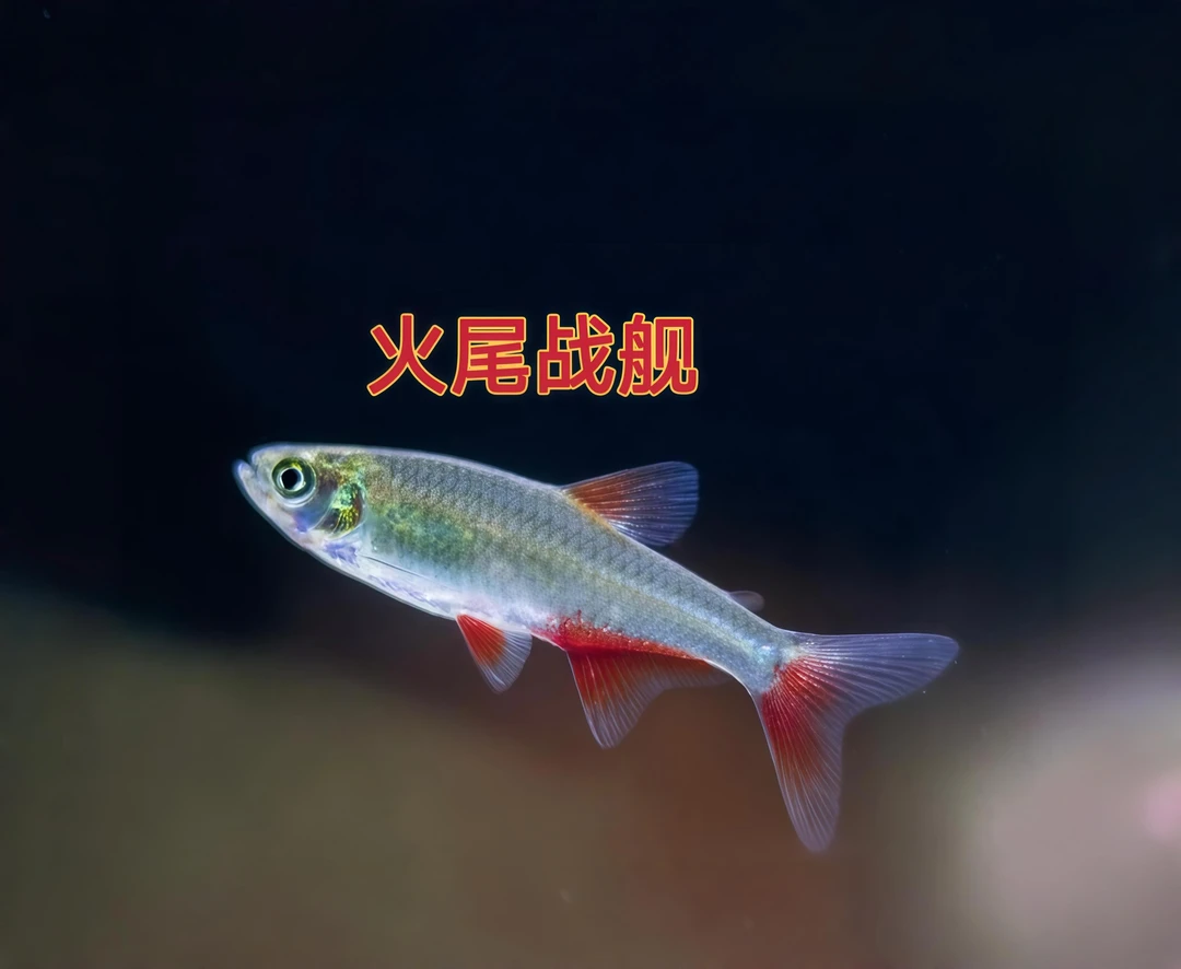 火尾战舰灯鱼集邮活体小型热带观赏鱼南美缸草缸鱼
