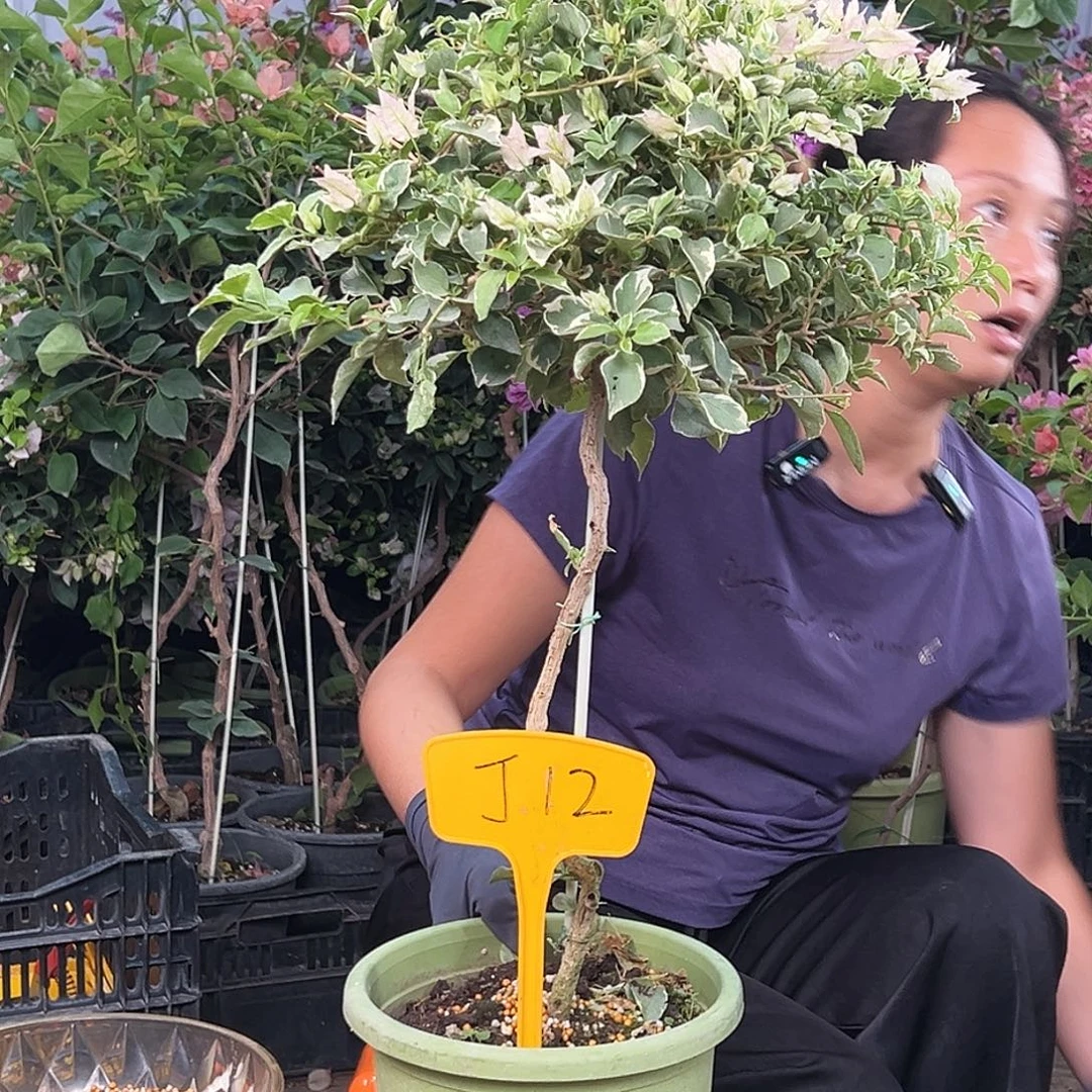 向****大部分花苞少量开放J12少女心