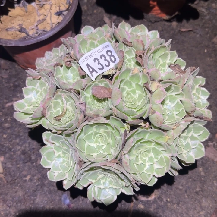 水蜜桃……多肉植物的