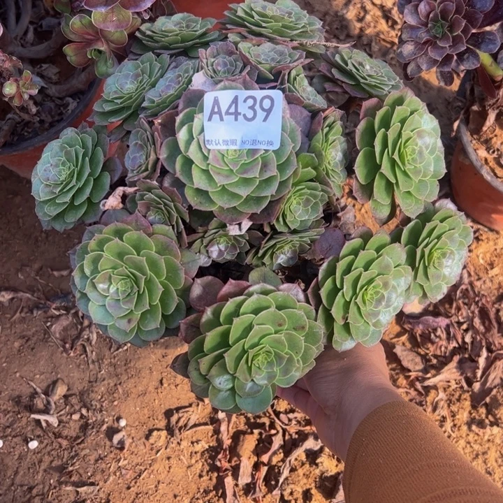 微瑕万圣节多肉植物439.