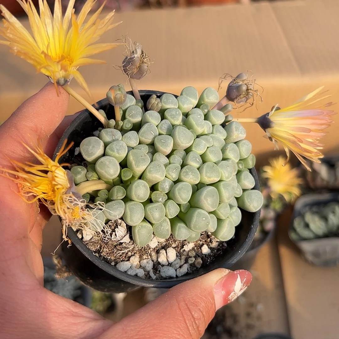 多肉植物五十灵玉