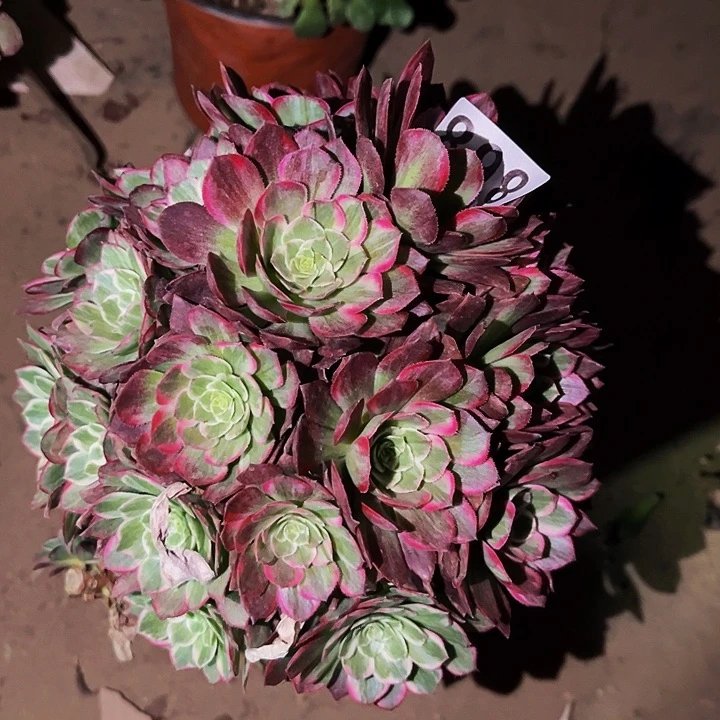 868莲花多肉植物处理不售后砍头丛林