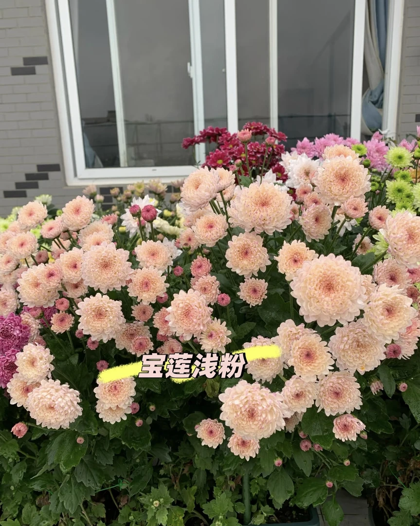 [混色小雏菊] 13cm盆 带花苞宝莲灯小菊盆栽四季开花卉阳台庭院