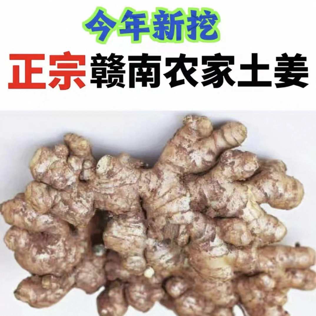 正宗小黄姜老姜母新鲜生嫩姜10斤农家自种现挖土黄姜种子姜月子姜