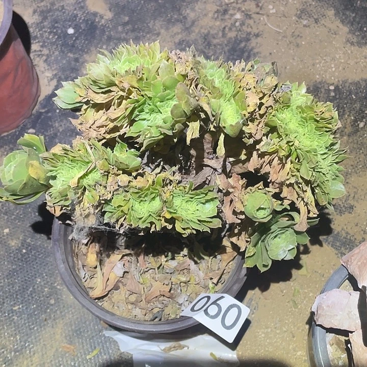 多肉植物法师60韶华