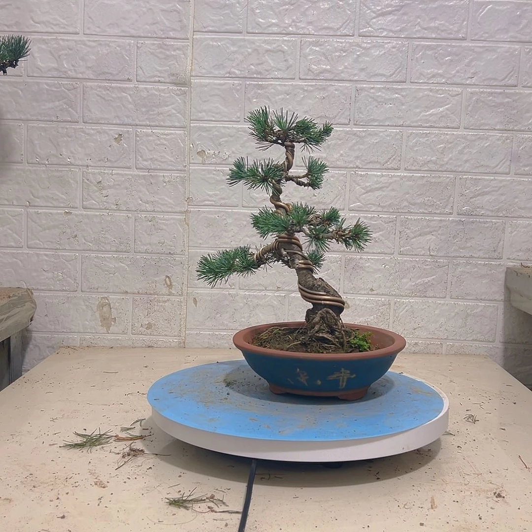 完全开放老桩老盆的五针松的树