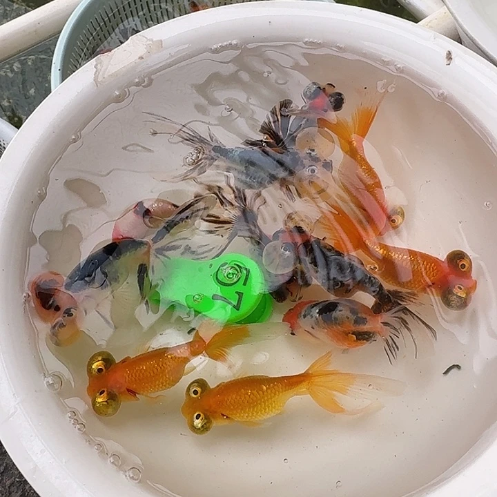 金鱼包邮包活到家