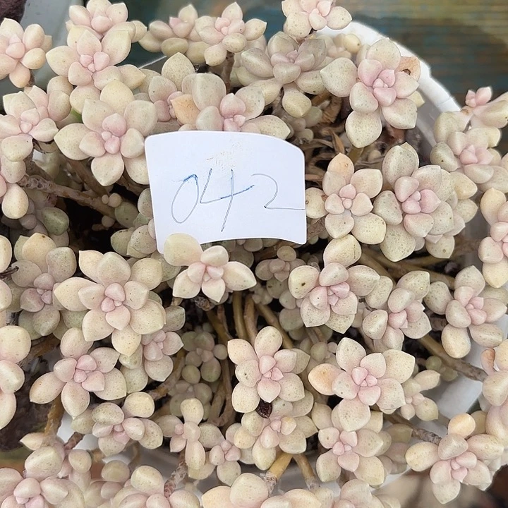 闪购042元y呀呀呀呀