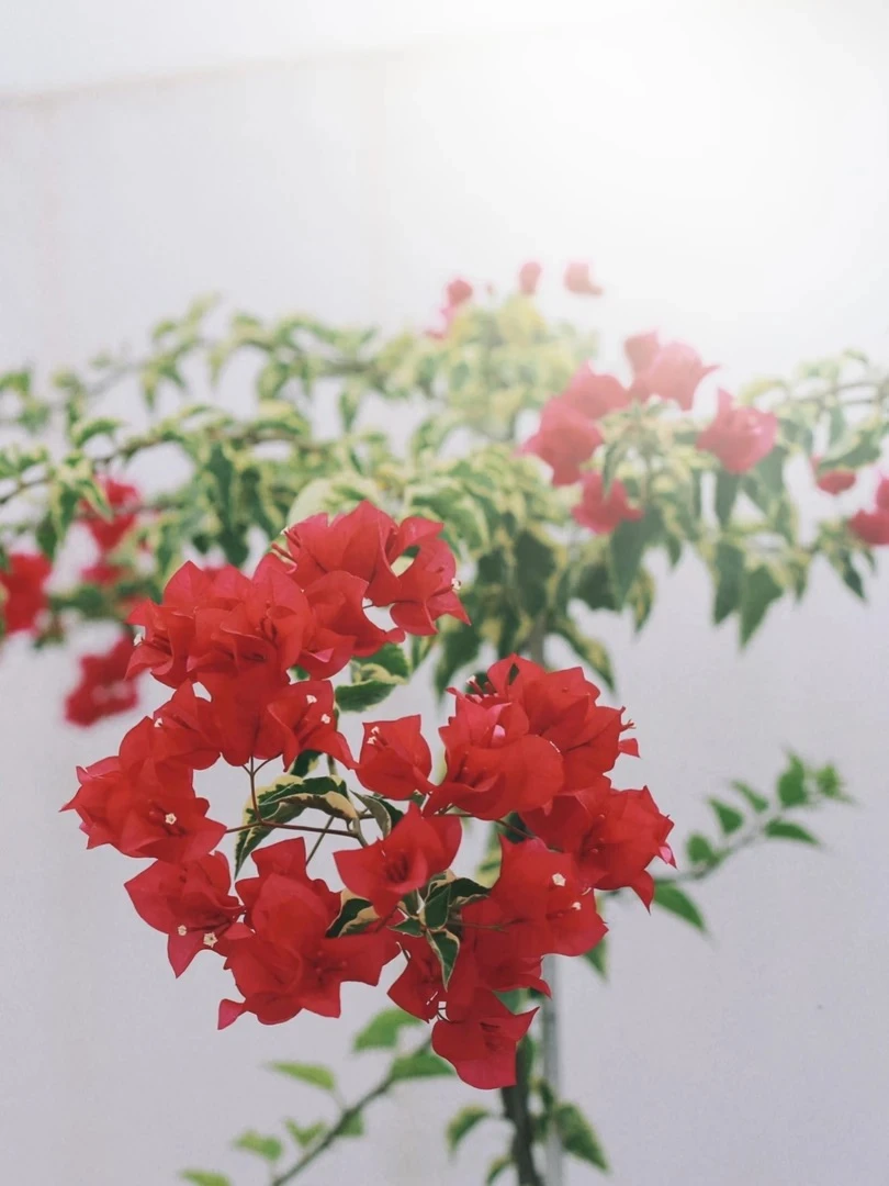 【花叶红】品种袋苗三角梅爬藤绿植(无售后)