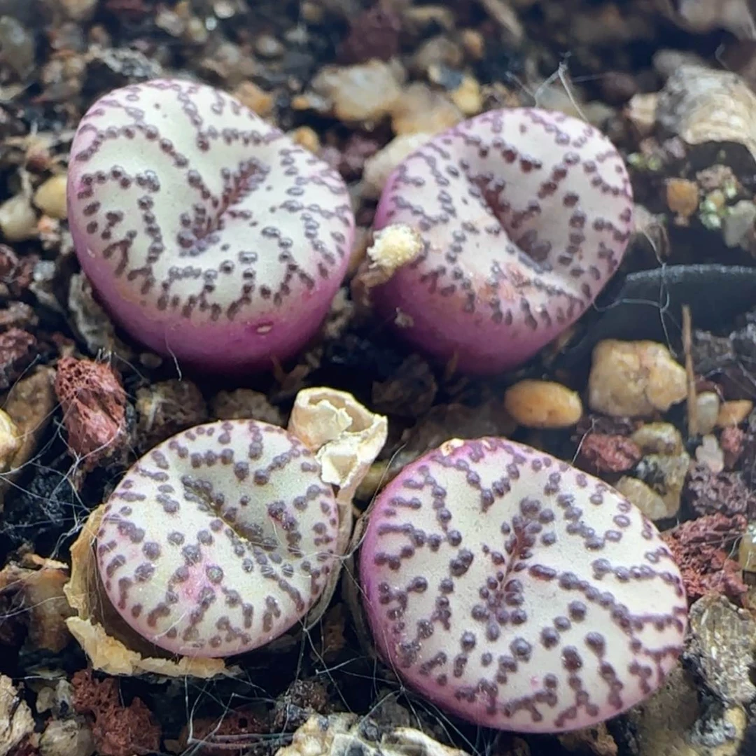 【闪购商品】小***嘎12662