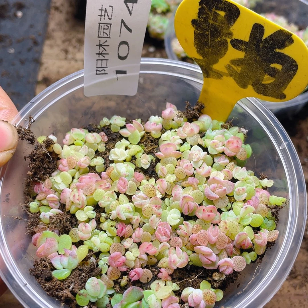 量拍多肉植物多肉植物1074