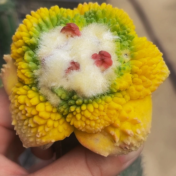 无花朵大尤炸尤哥斯拉怒牡丹锦747