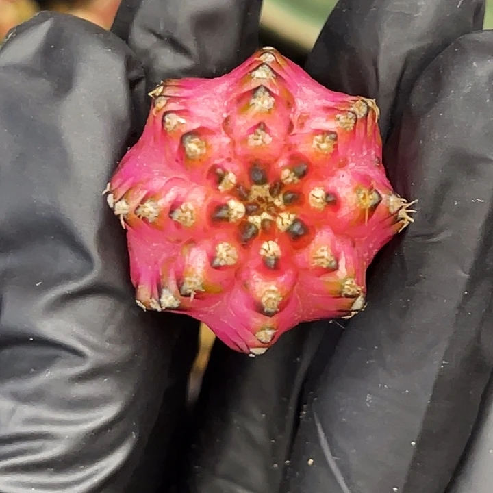 荧光粉海神轮回 一物一拍