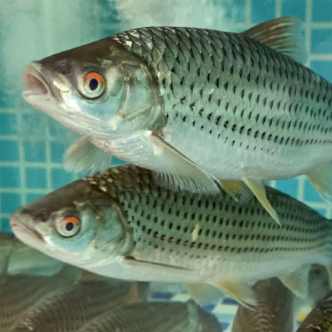 横县鱼生：赤眼1.3斤（1～2人份）