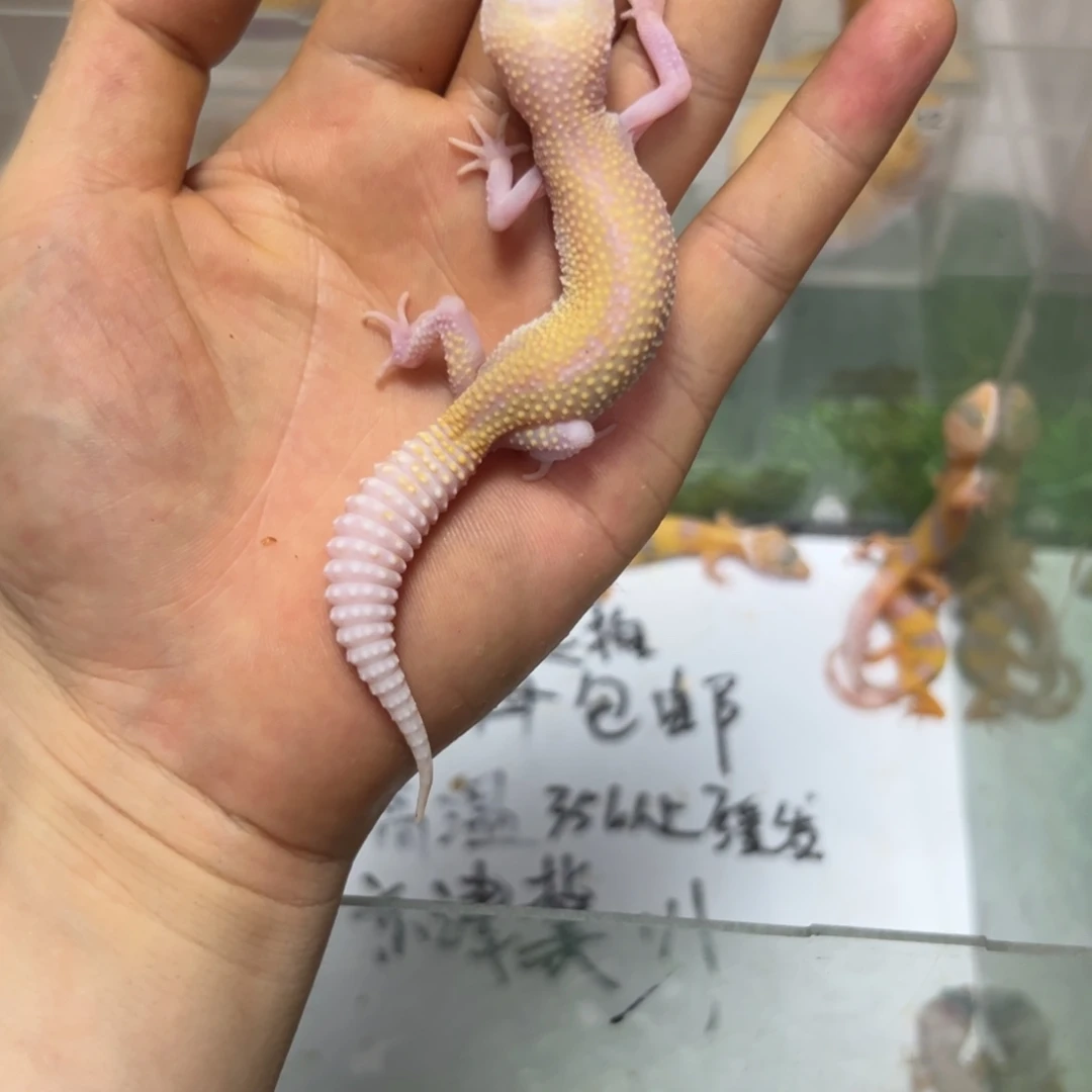 豹纹守宫无纹红眼暴龙母6.3