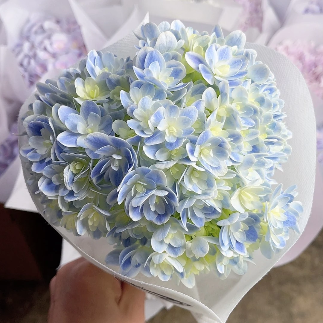 完全开放稀有绣球花15