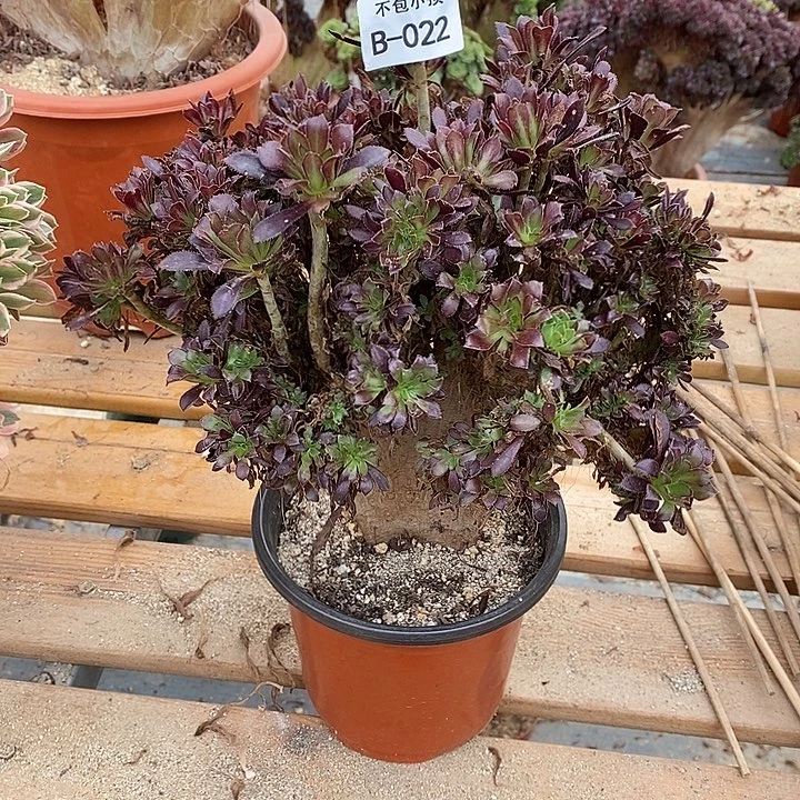 022 黑法师缀宽28 公分