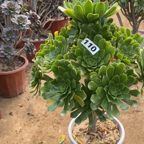 110绿法师多肉法师