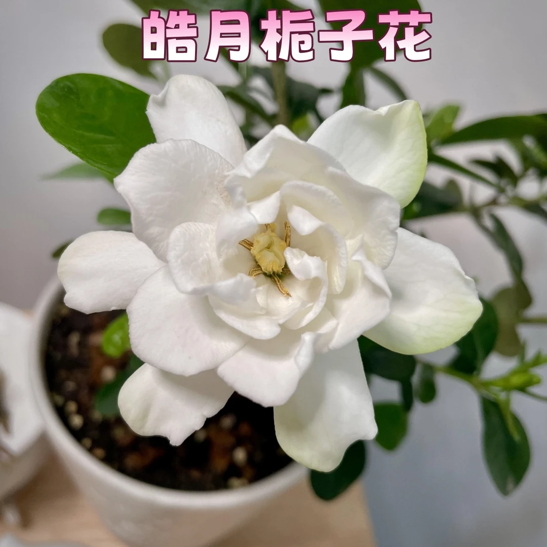 【皓月】贵货栀子花盆栽浓香多季花好养净化空气花卉绿植