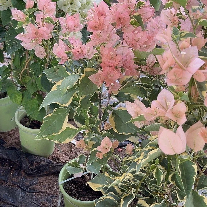 完全开放三角梅马斯