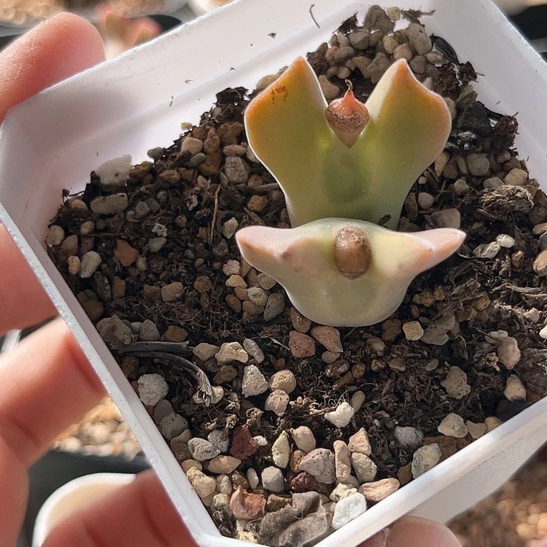 多肉植物满58包邮